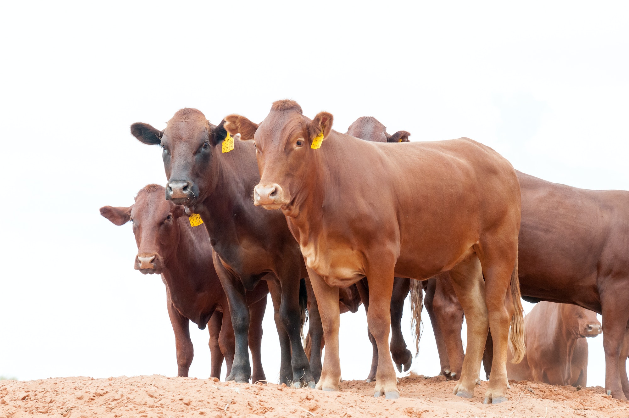 Afrikaner cattle in the Kalahari
